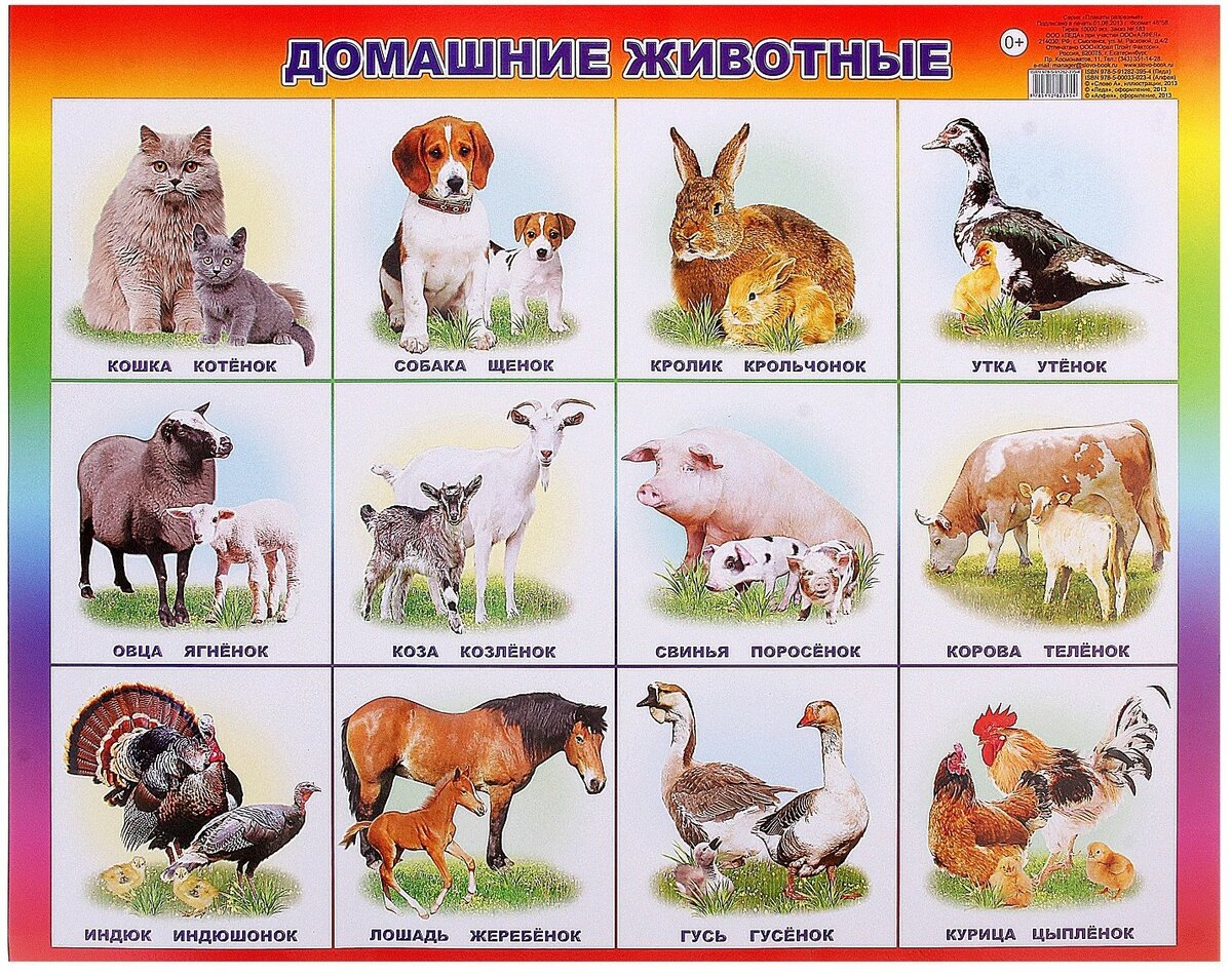 Плакат. Домашние животные.